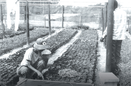 משתלת גילת ב-1986.  צילום: ישראל סיני