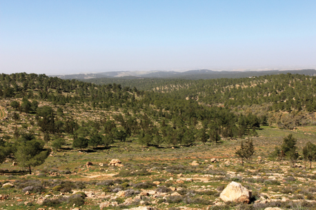 דרך הנוף המזרחית ביער יתיר.  צילום: יעקב שקולניק