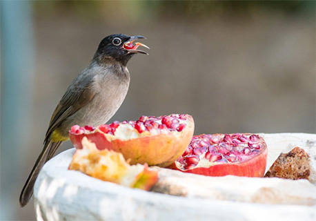 מתוך התערוכה: בולבול ממושקף - אחת התמונות הזוכות בתחרות הצילומים של צפרתון קקל בסוכות תשפא. צילום: דניאל ברקוביץ
