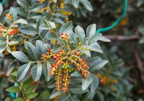 צילום: ארכיון הצילומים של קקל