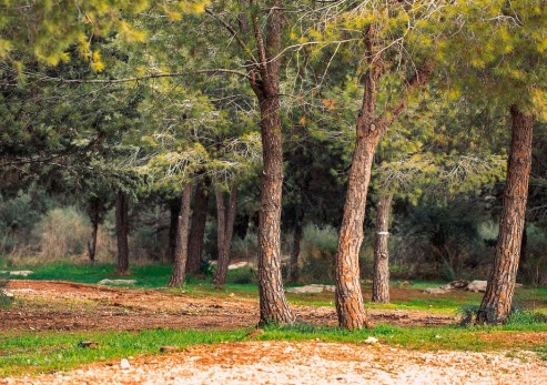 צילום: ארכיון הצילומים של קקל
