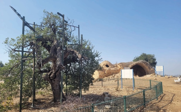 התמיכות באלון התולע בפסגת יעקב, אוקטובר .2023 מאחור שרידי קפלה נוצרית / מבנה תפילה מוסלמי. צילום: חגי יבלוביץ'