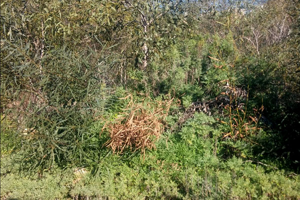 מוקד צמיחה ביער צור נתן. צילום: שני גלייטמן