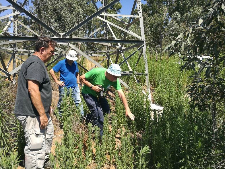 ביקורת התחדשות אמברוסיה ביער אילנות. צילום: שני גלייטמן