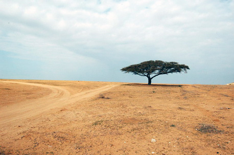 שיטה על רקע הנוף הנגב המדברי.  צילום: נירה צדוק