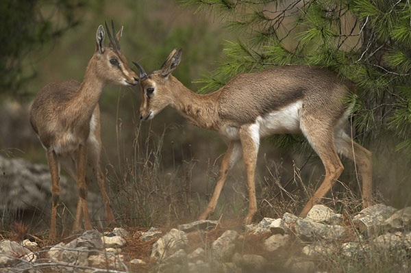 צילום: אלכס גייפמן