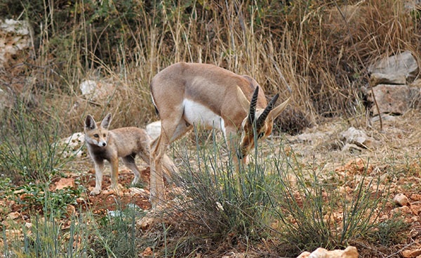 צילום: אלכס גייפמן