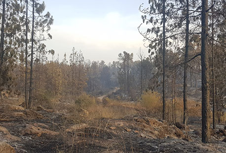 מראה עצוב של יער בן שמן לאחר השריפה. צילום: אורי שמואלי