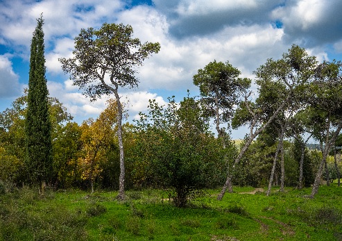 צילום: אילן שחם, ארכיון הצילומים של קקל