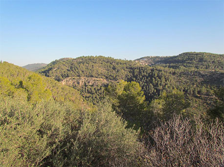 תל כיסלון ביער הקדושים. צילום: יהל פורת