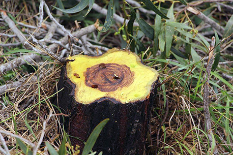 גזע עץ שיטה כחלחלה שנכרת והודבר.  צילום: שני גלייטמן, קקל