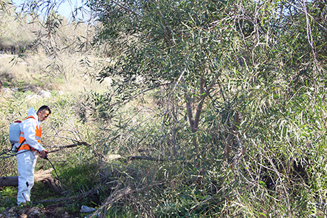 הדברת שיטה כחלחלה ביער נווה אילן.  צילום: שני גלייטמן, קקל