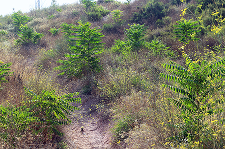 התבססות ראשונית של המין הפולש אילנתה בלוטית ביער נווה אילן. צילום: שני גלייטמן, קקל