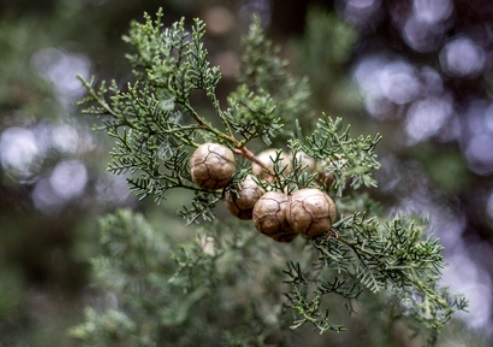 צילום: ארכיון הצילומים של קקל