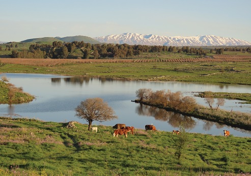 פרות רועות למול נופי החרמון
