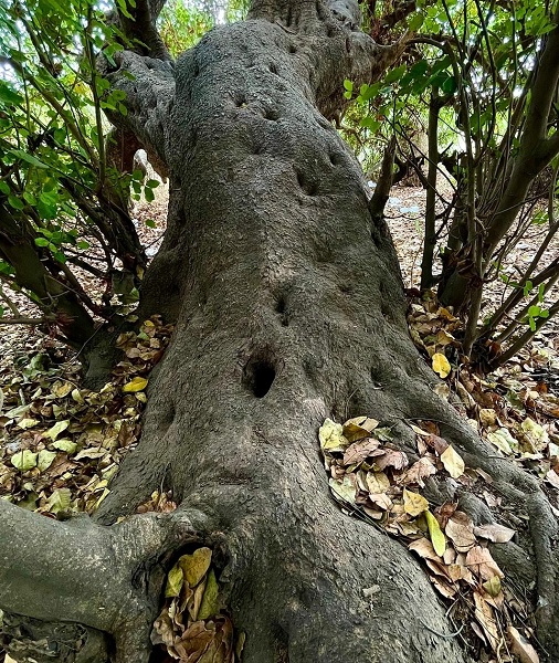 חרוב ביער חדרה. צילום: אמיר הרמס