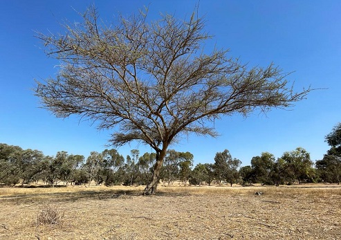 צילום: אמיר הרמס