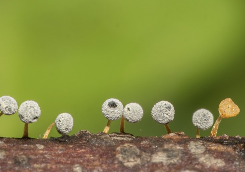 צילום: עומר משולם