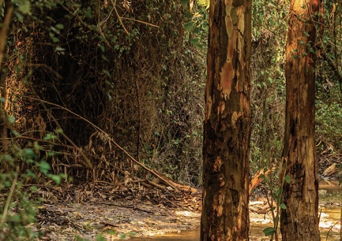 צילום: רועי טימור