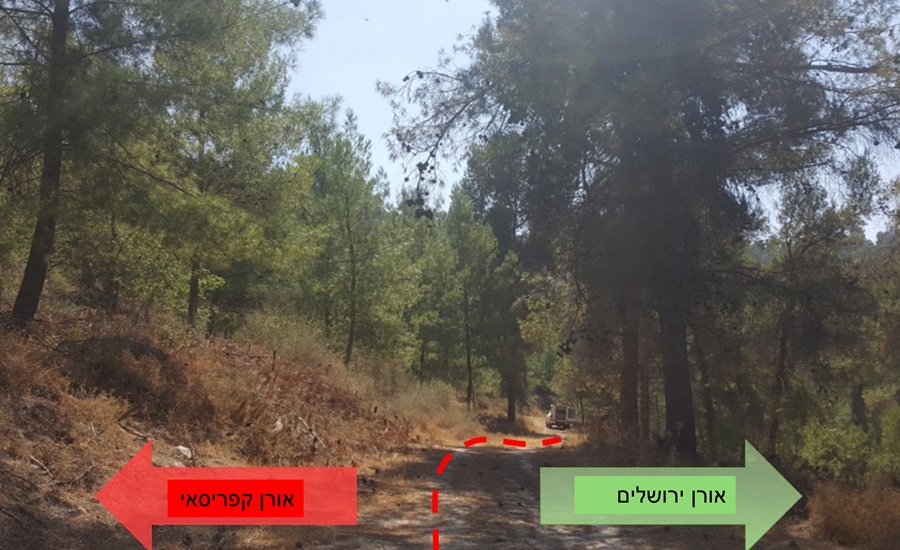 עומדים סמוכים של אורן ירושלים ואורן ברוטיה צילום: נעמי הומינר