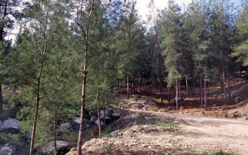 יער אורן ירושלים. צילום: עמיקם שוב