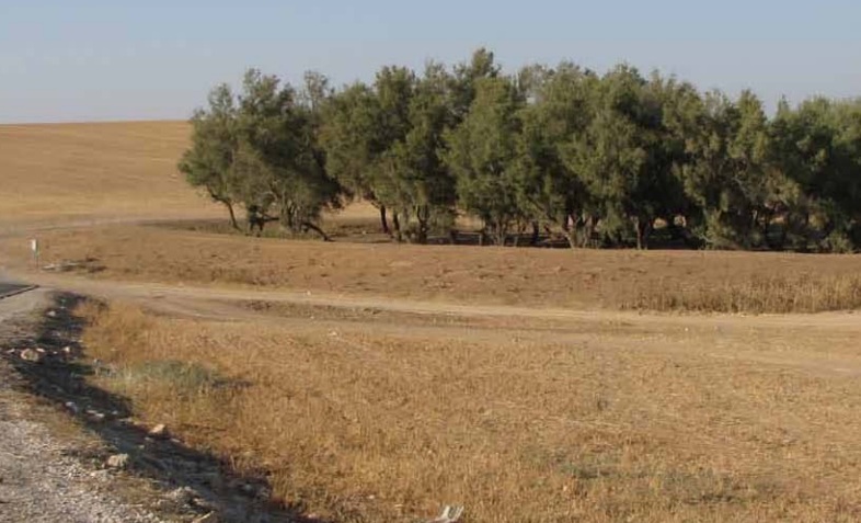 עצי לימן בנגב. צילום: ארכיון הצילומים של קק"ל