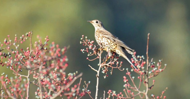 קיכלי גדול. צילום: סטפן קסטנבוים