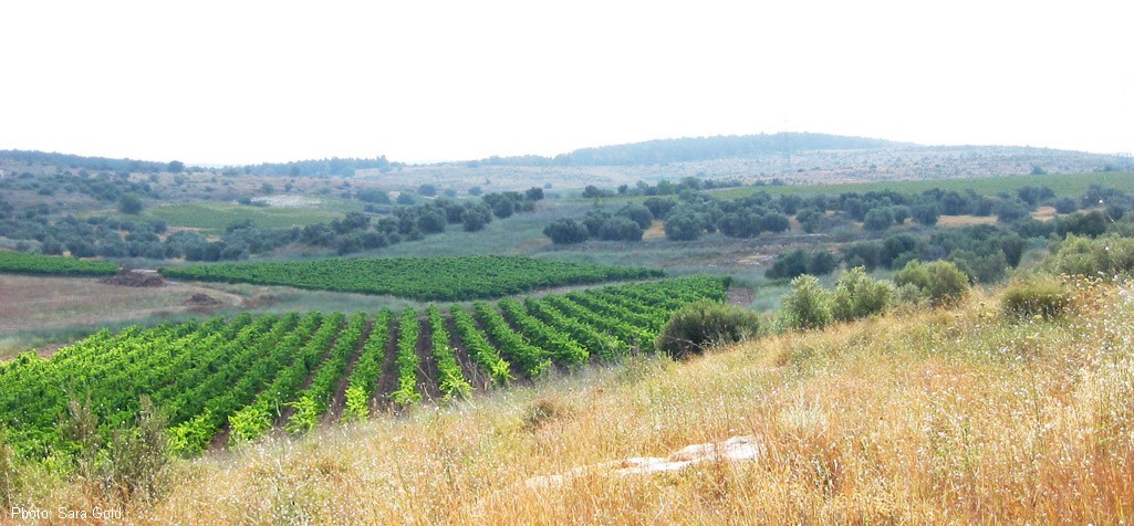 כרם זיתים וכרם יין. צילום: שרה גולד