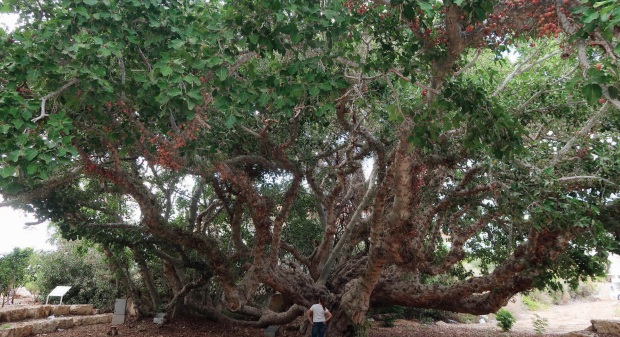 השקמה מאשקלון. צילום: אוסי בנימין
