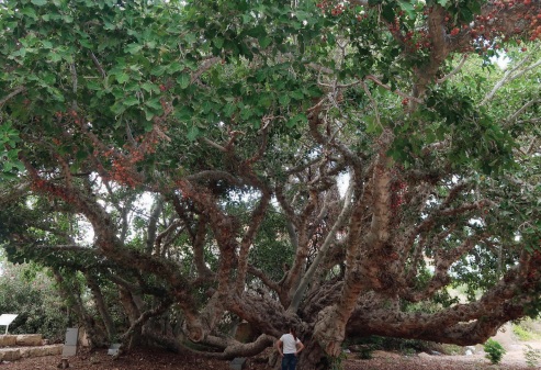 צילום: אוסי בנימין

