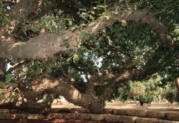 השקמה באשקלון, מבט מקרוב. צילום: אוסי בנימין