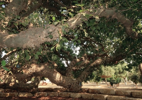 צילום: אוסי בנימין
