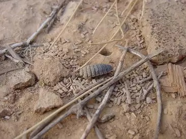 צילום: אריה ברלב