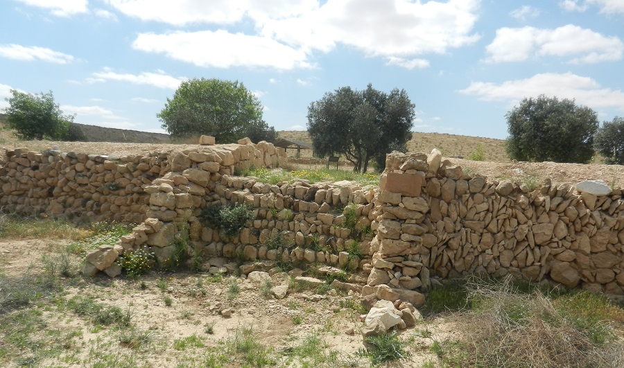 טרסה בבוסתן ניצנה. צילום: איציק משה