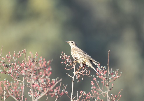 צילום: סטפן קסטנבוים