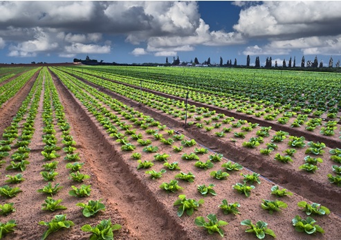 צילום: shutterstock
