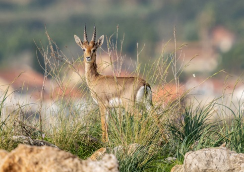 שירותי המערכת האקולוגית – מה בינם לבין מגוון ביולוגי ושמירת טבע?