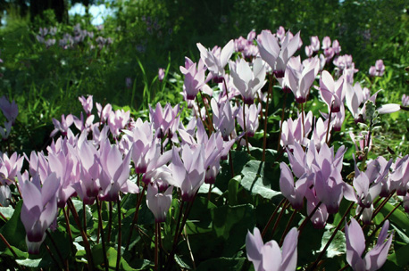 פריחת רקפות ביערות ברעם. צילום: ארכיון צילומי קק''ל