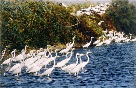 אורחים נודדים מגיעים לפארק הצפרות.  צילום: ארכיון צילומי קק"ל