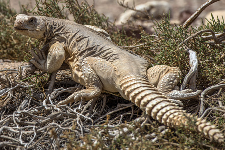 חרדון צב בארץ החרדונים.  צילום: יוגב פלד