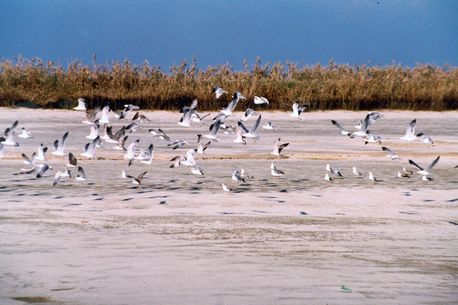 ציפורים בנחל חדרה. צילום: ארכיון צילומי קק''ל