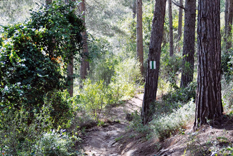 שביל נחל הבאר.  צילום: ארכיון צילומי קק''ל