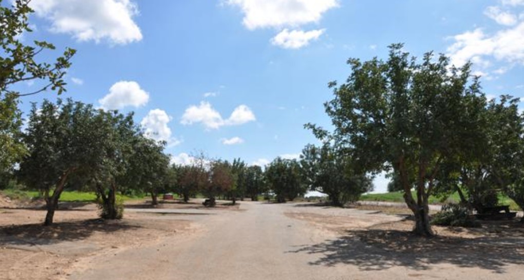 יער חרובית צילום רונית סבירסקי