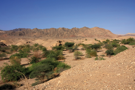 נוף בפארק הולנד.  צילום: יעקב שקולניק