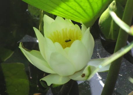 נימפאה קטנה בגן הבוטני. צילום: ארכיון הצילומים של קקל