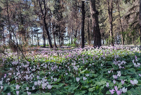 רקפות ביער רמות מנשה.  צילום: אניל זאהר, ארכיון הצילומים של קק"ל