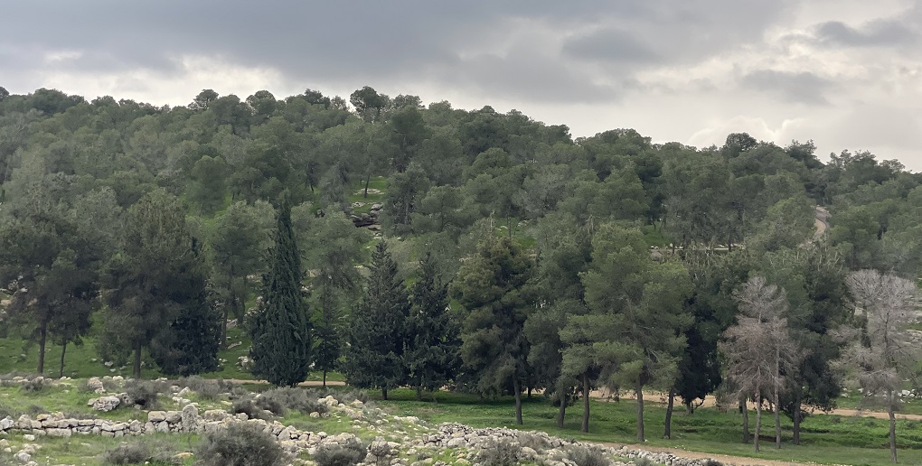 יער יתיר. צילום: אורנית גינת, קק"ל