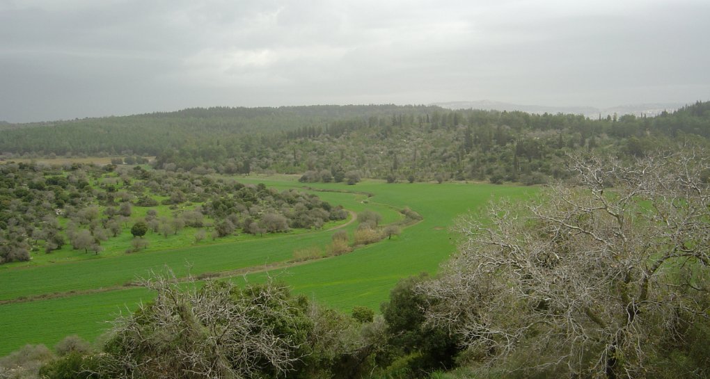 נוף ביער ציפורי צילום מיכאל חורי
