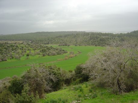 יערות ציפורי. צילום: ארכיון צילומי קק''ל