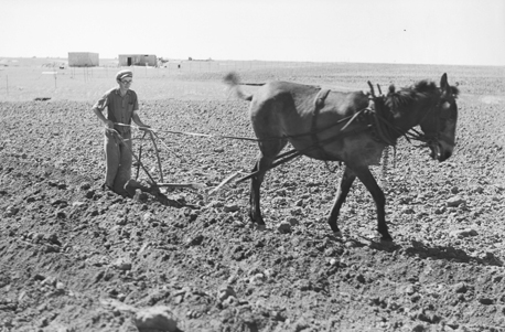 דוד שווארץ פותח בחריש הראשון באדמות בארות יצחק.  צילום: אכיון צילומי קק''ל